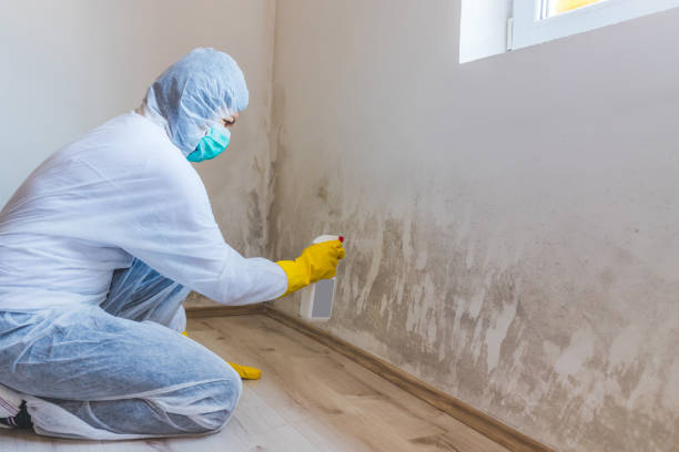 Licensed Mold Testing service in Freeland, PA - WQB Mold Removal
